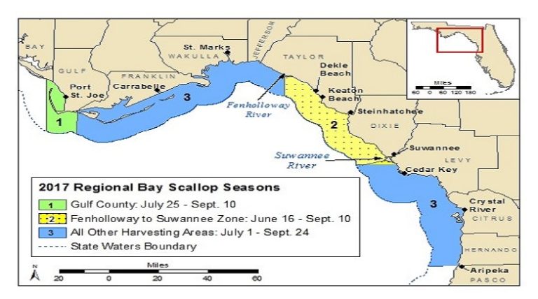 Scallopers get ready, more waters open for harvest starting July 1