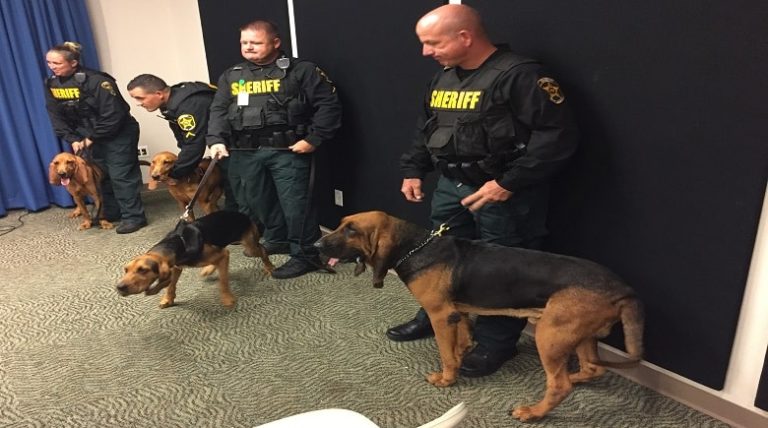 Four New Bloodhounds Join Polk County Sheriff’s Office K9 Unit