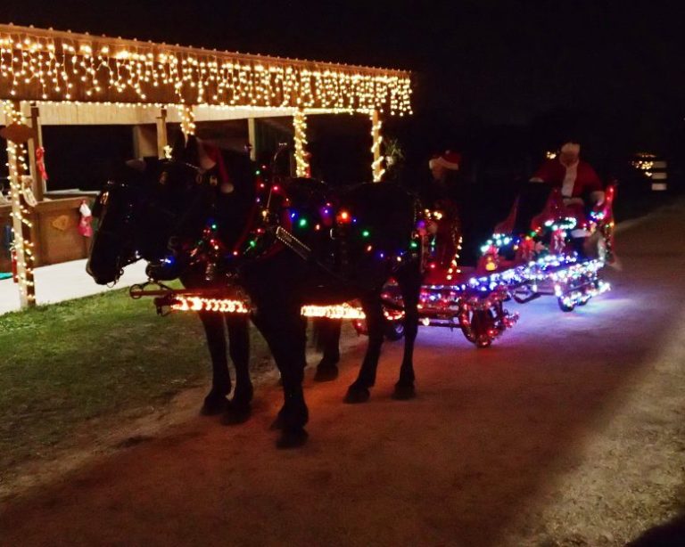 Hope Equine Rescue Celebrates Christmas Of Hope