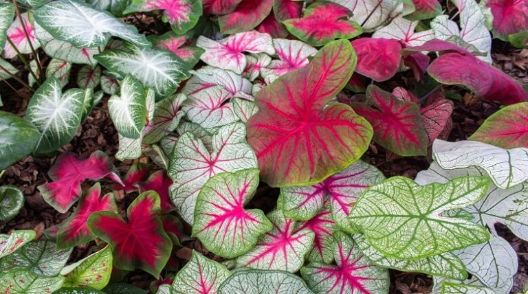 Enjoy Caladiums And Half-Price Admission At Bok Tower Gardens This August