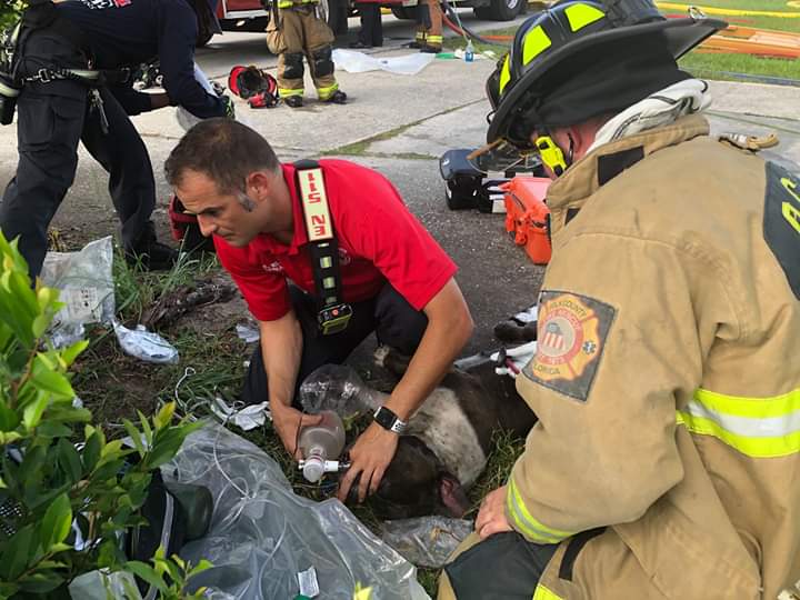 Dog Rescued By Fire Fighters & Treated By Paramedics After Being Trapped In Winter Haven House Fire