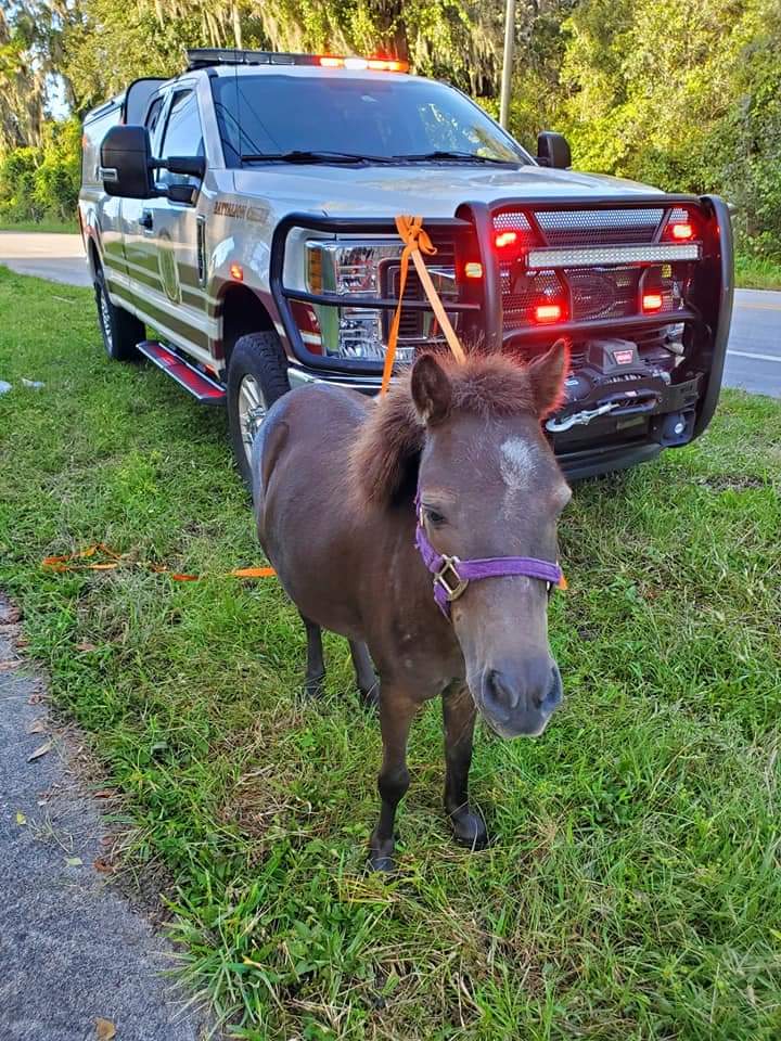 Polk County Fire Rescue Saves Mini Horse Running Down Busy Road & Locates Owner