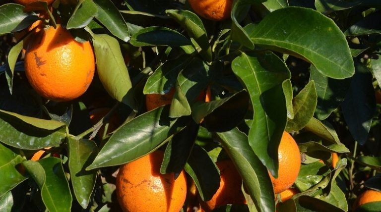 Polk County Citrus Still Struggling After Hurricane Irma