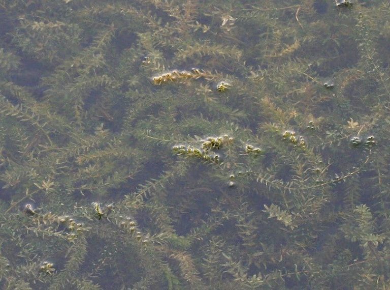 Lake Parker Hydrilla Treatment Begins