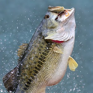 New Freshwater Bass Conservation Regulations Approved By Florida Fish & Wildlife Commission