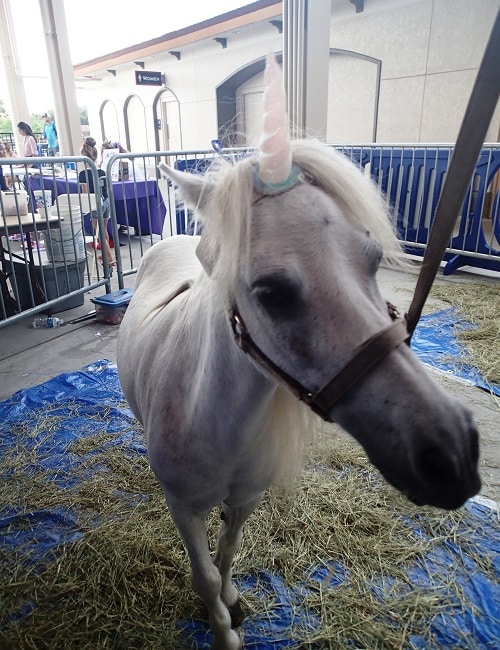 Joker Marchant Stadium Hosts Inagural Unicorn Festival