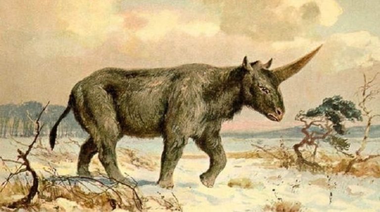 Wacky Wednesday – Unicorns Were Real and a New Fossil Shows When They Lived