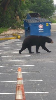 Bear Spotted This Morning by Sergeant Raebig