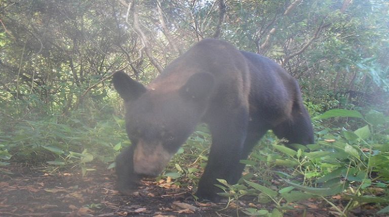 Springtime spurs activity for Florida black bears, cubs