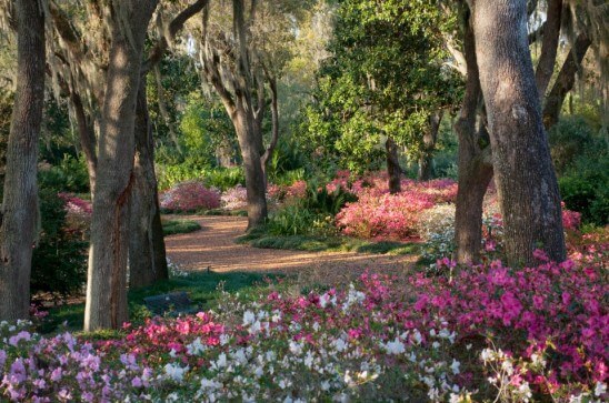 Peak Bloom Season Arrives At Bok Tower Gardens