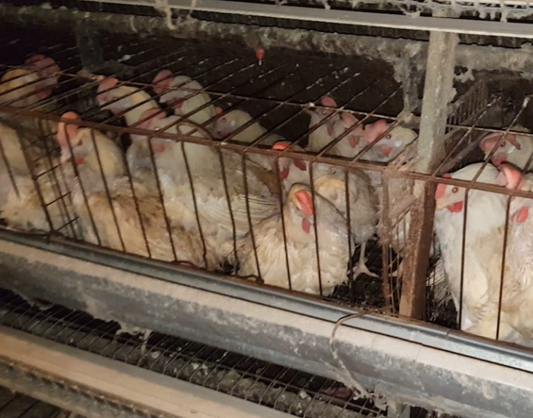 Cal-Maine Egg Farm in Lake Wales Accused of Abusing Its Chickens