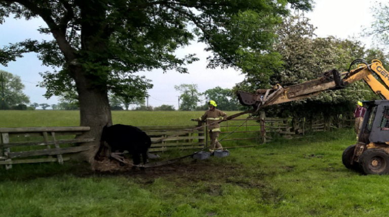 Wacky Wednesday – Cow With Head Stuck in Tree is Freed by Firefighters