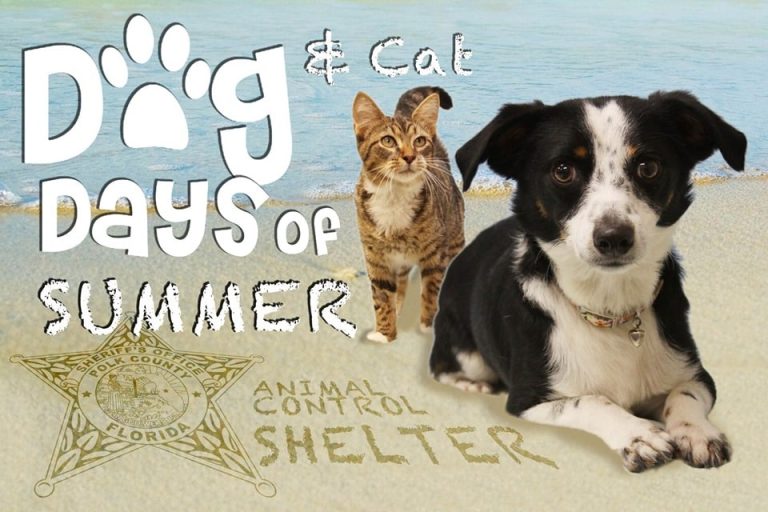 Polk County Animal Control giving away free pets on Saturdays during “Dog (and Cat) Days of Summer” promotion