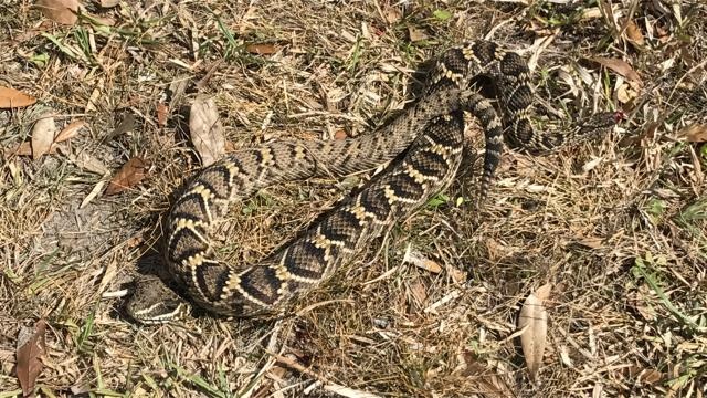 Rattlesnake Slithers By Firefighters Working Brush Fire