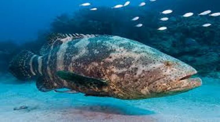 Additional goliath grouper workshop scheduled July 31 in Lake Worth