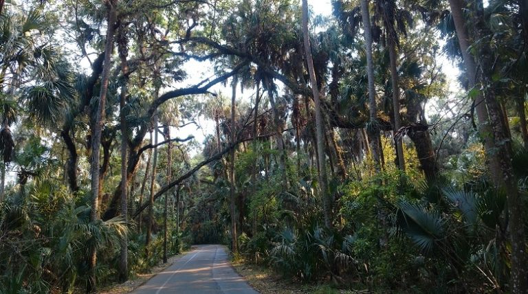 Highlands Hammock to Begin Summer Schedule For Park Tram Tours and Museum Operation
