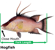 Hogfish recreational season closes Nov. 1 in Keys/east Florida state waters