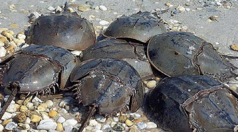 Be a citizen-scientist this horseshoe crab spawning season