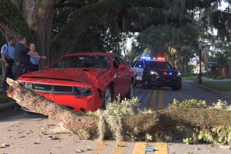 Tree Limb Falls On Unsuspecting Driver This Morning