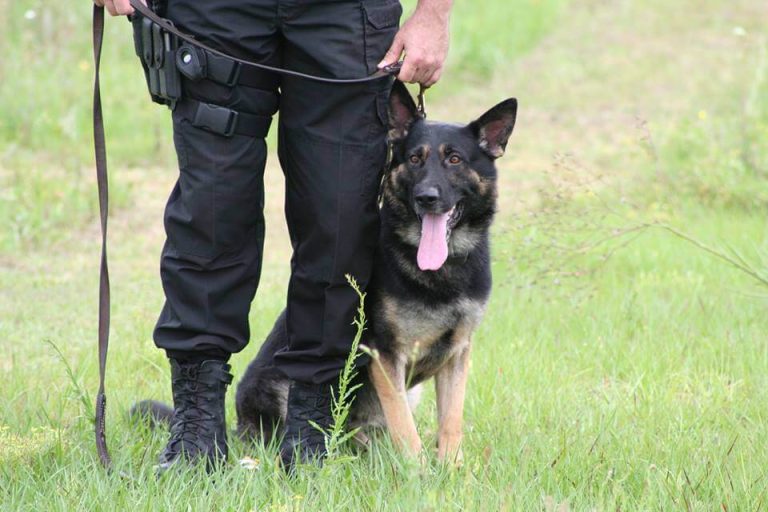 Lake Wales Police Morn Loss Of Former LWPD K-9 Edge