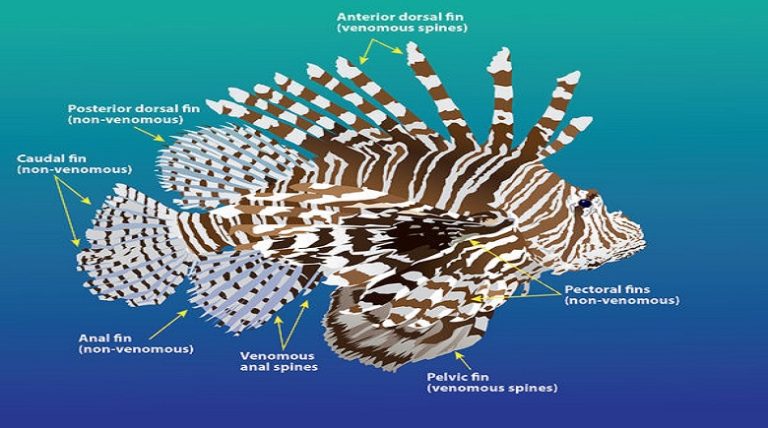 Remember: Lionfish Challenge 2017 starts tomorrow on Lionfish Removal and Awareness Day