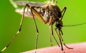 Mosquitoes and the spread of COVID-19