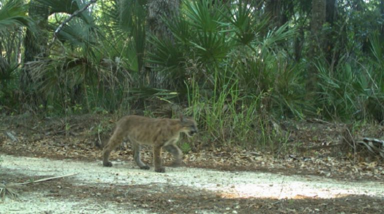 FWC documents panther kittens north of Caloosahatchee River