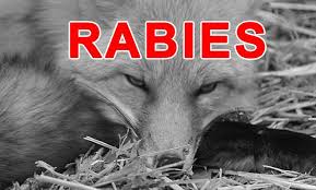 Polk County’s Fourth Rabies Case of the Year Confirmed