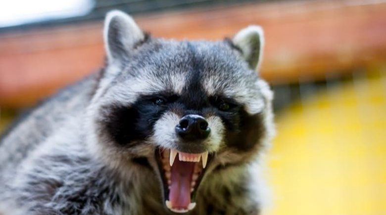 Rabies, Rabid Raccoon, First Case Of Rabies, Rabies 2021, 