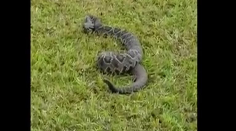 Curious Rattlesnake Says Hello To Firefighters During Red Grange Fire