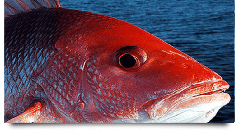 2017 Gulf recreational red snapper state season opens weekends starting May 6
