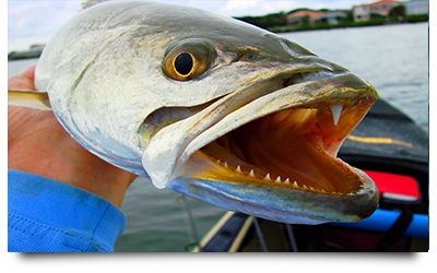 Spotted seatrout workshops scheduled late July/early August; FWC needs your input