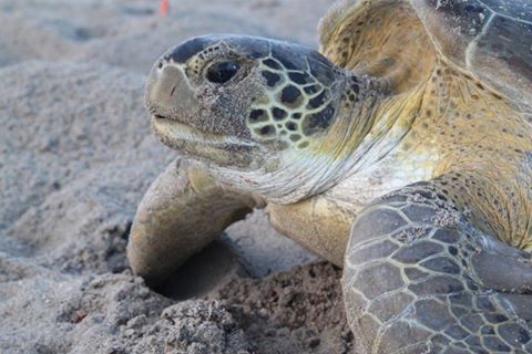 Its Sea Turtle Nesting Season, Things You Should Know