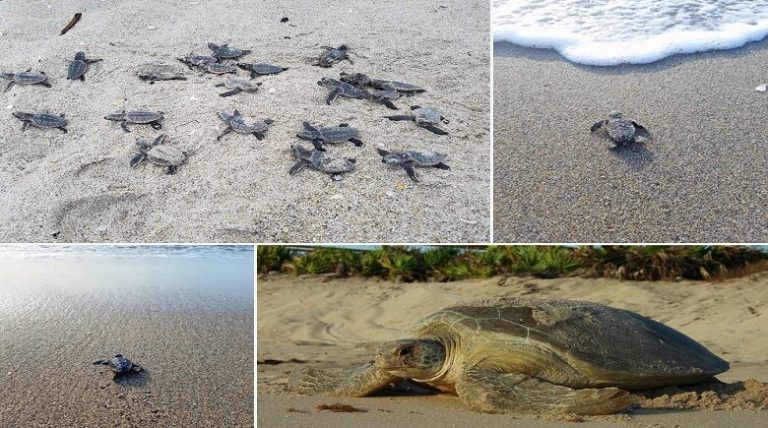 People can help nesting sea turtles!
