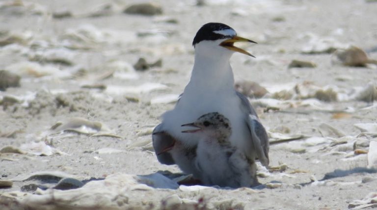 On July 4 give space to nesting shorebirds, sea turtles