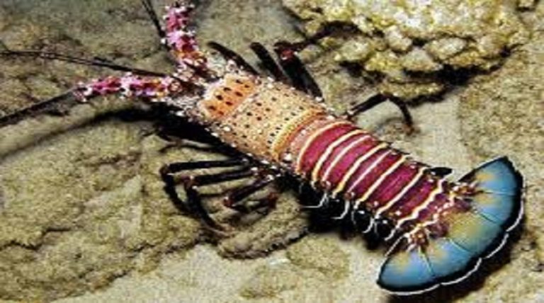Time to get crackin’; spiny lobster seasons start soon
