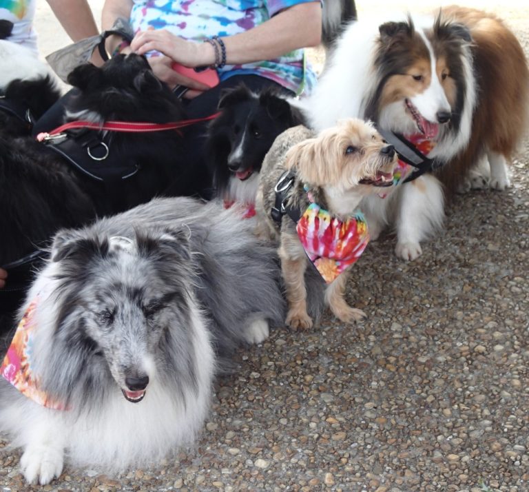 Lake Mirror Goes to Dogs at 2021 SPCA Florida Walk For Animals