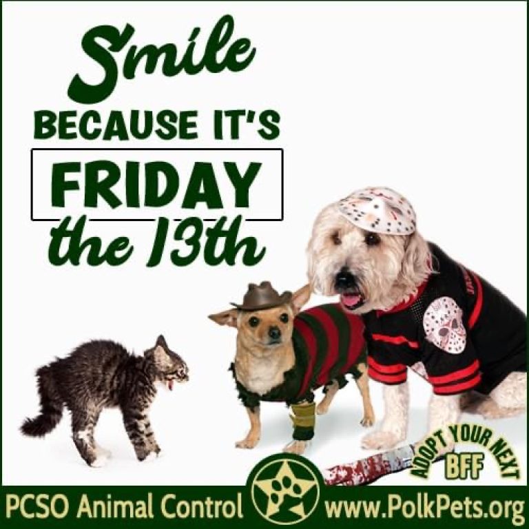 Polk County Animal Control- Adoptions $13 Today ONLY