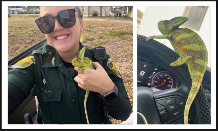 Just Another Day At The Office For Polk Deputy Nason