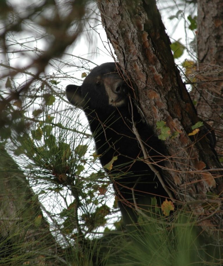 Seeing bears in unexpected areas? What you should do?