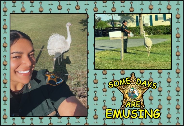 Emu On The Loose! Not Anymore! Polk Deputies Corral The Big Birds