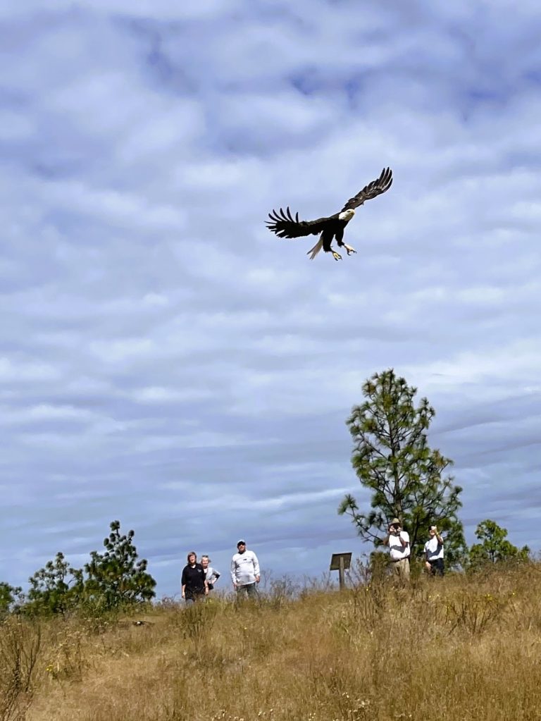 Rescued Bald Eagle Released at Bok Tower Gardens