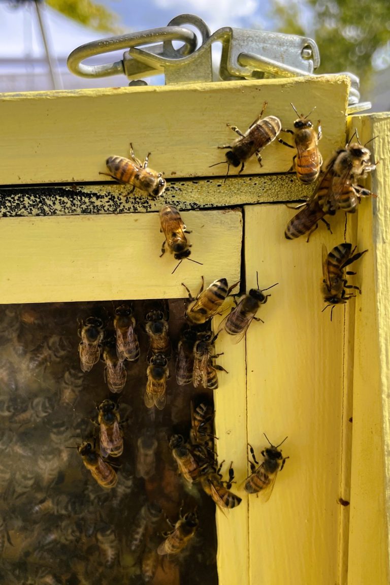 You Won’t Bee-Lieve This Year’s Bartow Honeybee Fair