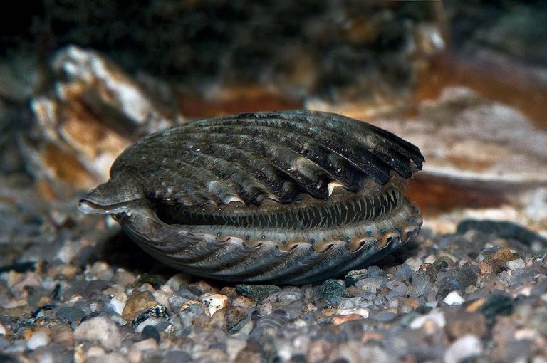 Bay Scallop Season Opens In The Fenholloway – Suwannee River Zone