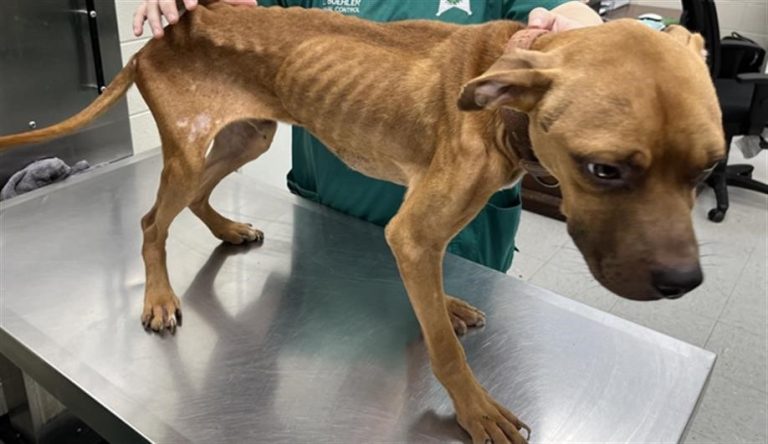 Polk County Sheriff’s Office Deputies Arrest Poinciana Man For Animal Cruelty