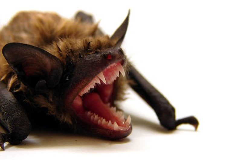 Rabid Bat Located In Lakeland