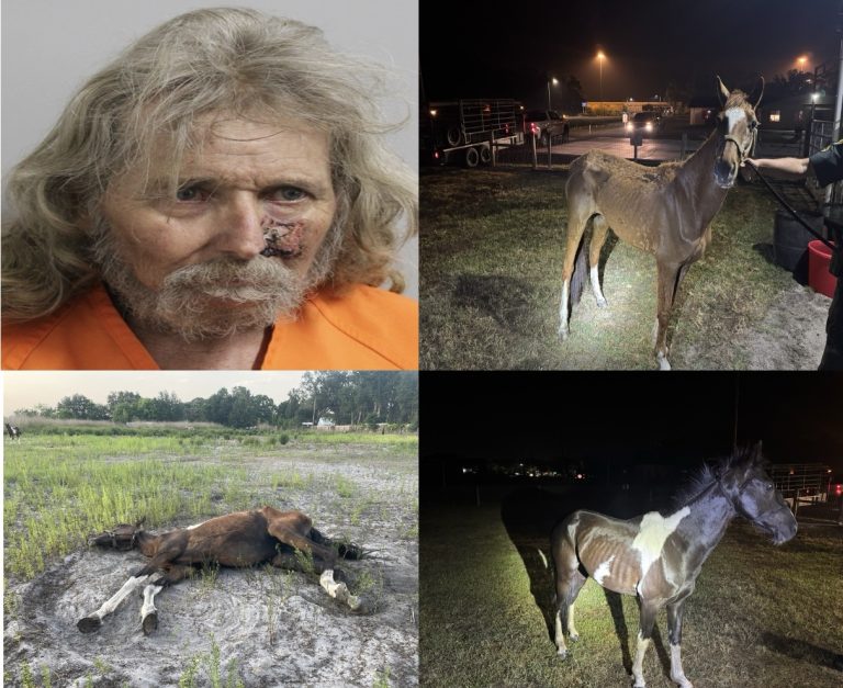 Veterinarians Unable to Save Starving Horse; Lakeland Man Faces Multiple Cruelty Charges