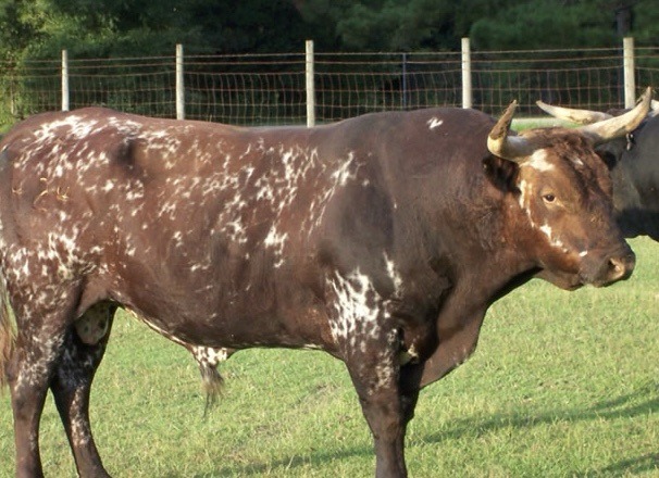 Polk Deputy Knocked Down by Loose Bull in Lakeland, Expected to Be Okay