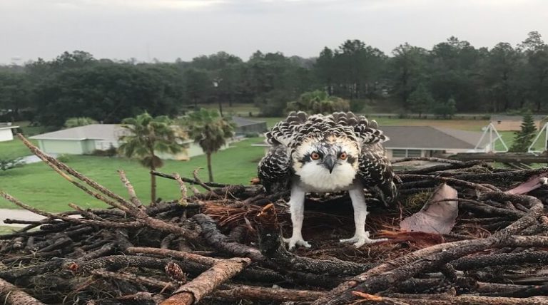 Baby Osprey Rescued By Polk County Firefighters